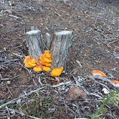 Piptoporus australiensis at Phillip, ACT - 31 Mar 2025 08:17 AM