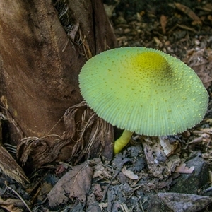 Leucocoprinus birnbaumii at Lower Portland, NSW - 21 Feb 2005 10:38 AM