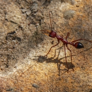 Myrmecia gulosa at Lower Portland, NSW - 6 Sep 2009 12:43 PM