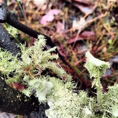 Usnea sp. (genus) at Oaks Estate, ACT - 29 Mar 2025 01:13 PM