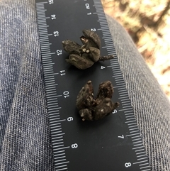 Callitris endlicheri at Crowther, NSW - 30 Mar 2025 11:11 AM