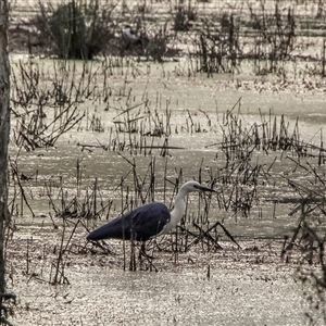 Ardea pacifica at Lower Portland, NSW - 15 Sep 2012 04:58 PM