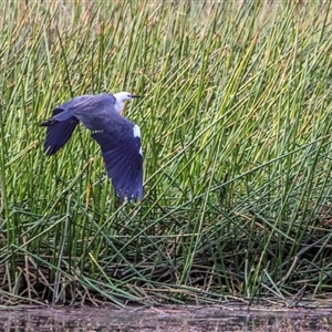 Ardea pacifica at Lower Portland, NSW - 15 Sep 2012 04:58 PM
