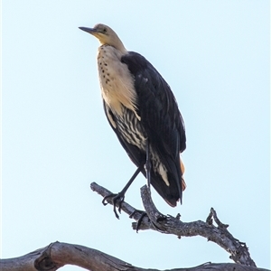 Ardea pacifica at Lower Portland, NSW - 1 Oct 2012 07:35 AM