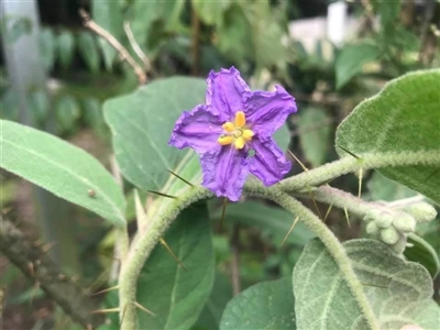 Solanum sulphureum (Manning Yellow Solanum) by JenniferS