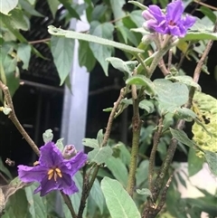 Solanum sulphureum at Mount George, NSW - suppressed