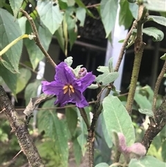 Solanum sulphureum at Mount George, NSW - suppressed