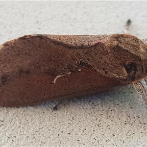 Elhamma australasiae at Bargo, NSW - 22 Feb 2024 02:22 PM