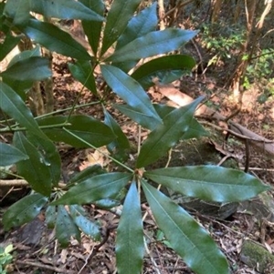 Argyrodendron actinophyllum at Mount George, NSW - suppressed