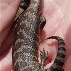 Tiliqua scincoides scincoides at Bargo, NSW - 20 Feb 2024 02:25 PM