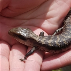 Tiliqua scincoides scincoides at Bargo, NSW - 20 Feb 2024 02:25 PM