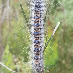 Notodontidae unidentified IMMATURE at Bargo, NSW - 20 Feb 2024 02:27 PM
