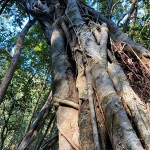 Ficus sp. at Mount George, NSW - suppressed