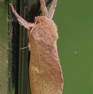 Elhamma australasiae at Bargo, NSW - 9 Feb 2024 02:29 PM
