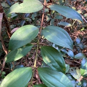 Rhodamnia rubescens at Mount George, NSW - suppressed