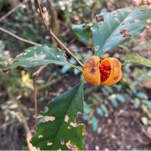 Pittosporum revolutum at Mount George, NSW - 31 Mar 2025 02:32 PM