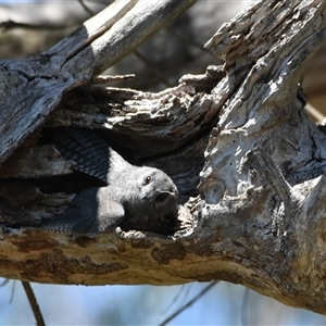 Aegotheles cristatus at Bargo, NSW - 21 Jan 2024 02:32 PM