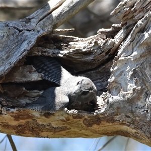 Aegotheles cristatus at Bargo, NSW - 21 Jan 2024 02:32 PM