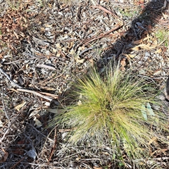 Nassella trichotoma at Watson, ACT - 31 Mar 2025 10:33 AM