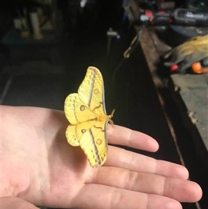 Opodiphthera astrophela at Mount George, NSW - suppressed