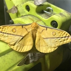 Opodiphthera astrophela at Mount George, NSW - suppressed