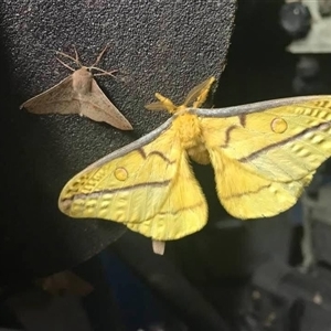 Opodiphthera astrophela at Mount George, NSW - suppressed