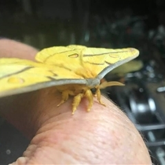 Opodiphthera astrophela at Mount George, NSW - suppressed
