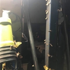 Opodiphthera astrophela at Mount George, NSW - suppressed