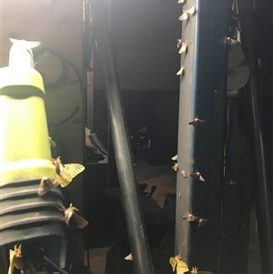 Opodiphthera astrophela at Mount George, NSW - suppressed