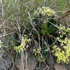 Dendrobium speciosum at Mount George, NSW - suppressed