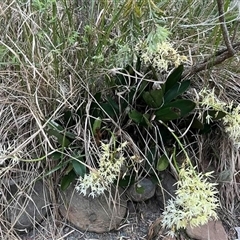 Dendrobium speciosum at Mount George, NSW - suppressed