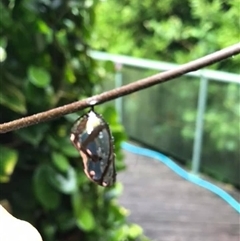 Euploea corinna at Mount George, NSW - suppressed