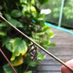 Euploea corinna at Mount George, NSW - suppressed