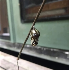 Euploea corinna at Mount George, NSW - suppressed