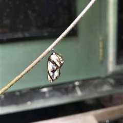 Euploea corinna at Mount George, NSW - suppressed