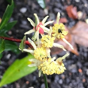 Tasmannia (genus) at Mount George, NSW - suppressed