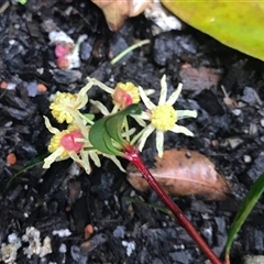 Tasmannia (genus) at Mount George, NSW - suppressed