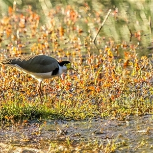 Vanellus miles at Lower Portland, NSW - 25 Aug 2013 03:20 PM