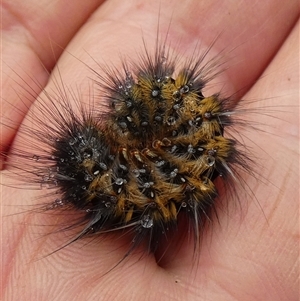 Anthela (genus) immature at Borough, NSW - suppressed