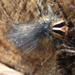 Anthela (genus) immature at Borough, NSW - suppressed