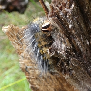 Anthela (genus) immature at Borough, NSW - suppressed