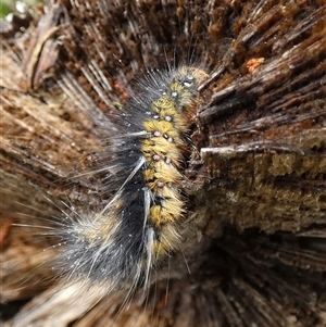 Anthela (genus) immature at Borough, NSW - suppressed