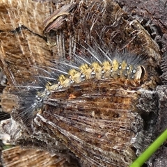 Anthela (genus) immature at Borough, NSW - suppressed