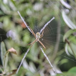 Argiope keyserlingi at Lower Portland, NSW - 10 Dec 2014 08:46 AM