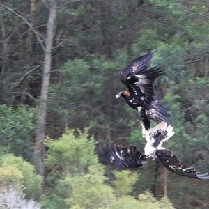 Aquila audax at Lower Portland, NSW - 25 Dec 2015 12:29 PM