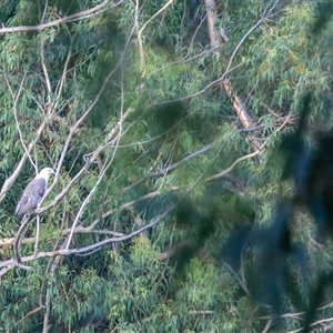 Haliaeetus leucogaster at Lower Portland, NSW - 25 Dec 2015 05:20 PM