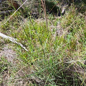 Eragrostis curvula at Watson, ACT - 31 Mar 2025 11:56 AM