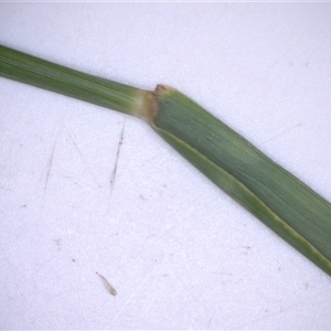 Eragrostis curvula at Watson, ACT - 31 Mar 2025 11:56 AM