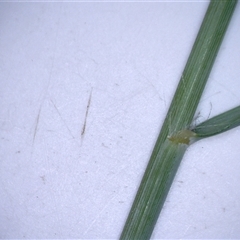 Eragrostis curvula at Watson, ACT - 31 Mar 2025 11:56 AM