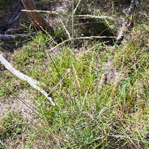 Eragrostis curvula at Watson, ACT - 31 Mar 2025 11:56 AM